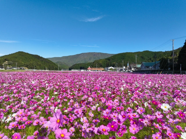 愛媛県の風景：みまのコスモス畑