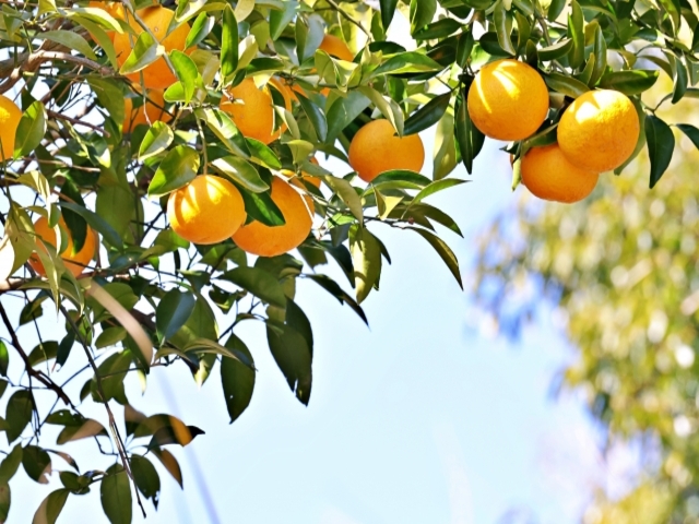 愛媛県の風景：ミカン